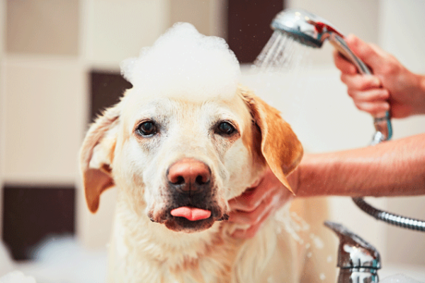 bigstock-Dog-Taking-A-Bath-195424852